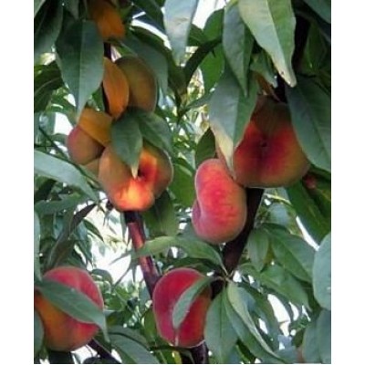 Персик "Инжирный ранний": фото и описание сорта