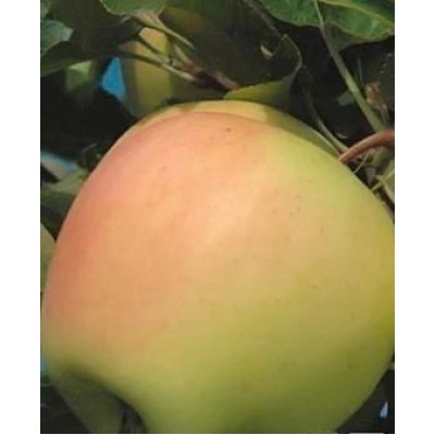 Яблоня "Голд Раш": цена и описание сорта